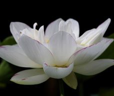 lotus3